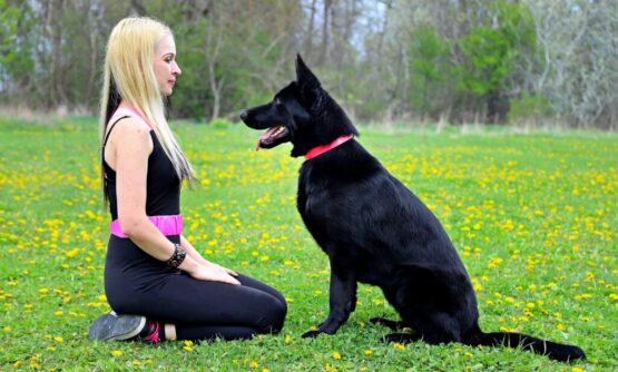 Yoga dog